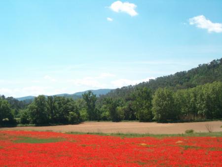 Colchique dans les prés...